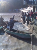 /album/fotky/vylov-rybnika-jpg/